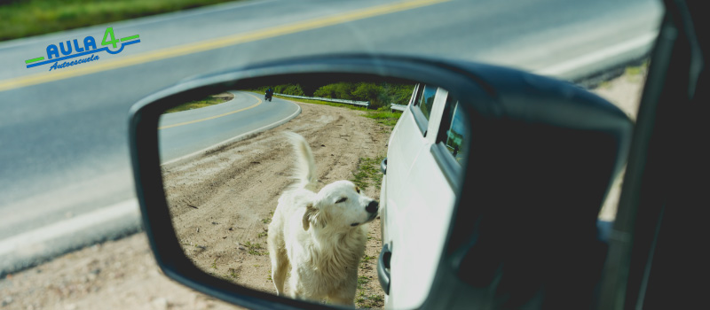 transportar-mascota-viajes