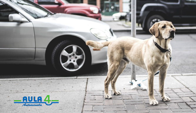 viajar con mascotas de forma segura